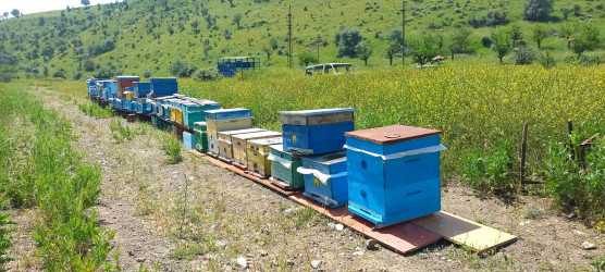 Cəbrayıl fermerləri işğaldan azad edilmiş ərazilərdəki yaylaqlarda