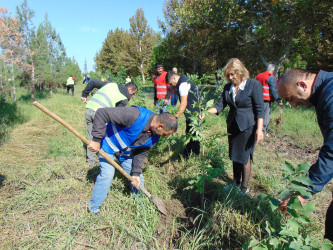 Cəbrayıl rayonunda 27 sentyabr – Anım Gününün beşinci ildönümü ilə əlaqədar ağacəkmə aksiyası keçirilib