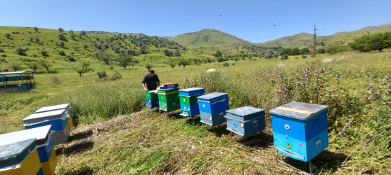 Cəbrayıl fermerləri işğaldan azad edilmiş ərazilərdəki yaylaqlarda