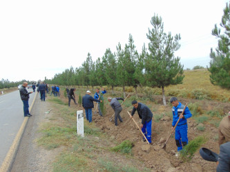 Cəbrayıl rayonunda “Yaşıl Dünya Naminə Həmrəylik İli” çərçivəsində ağacəkmə aksiyası keçirilib