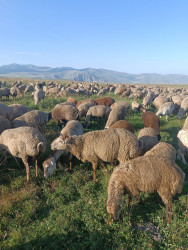 Cəbrayıl fermerləri işğaldan azad edilmiş ərazilərdəki yaylaqlarda