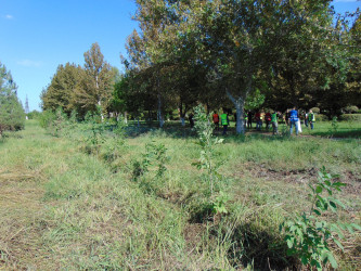 Cəbrayıl rayonunda 27 sentyabr – Anım Gününün beşinci ildönümü ilə əlaqədar ağacəkmə aksiyası keçirilib