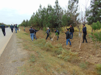 Cəbrayıl rayonunda “Yaşıl Dünya Naminə Həmrəylik İli” çərçivəsində ağacəkmə aksiyası keçirilib