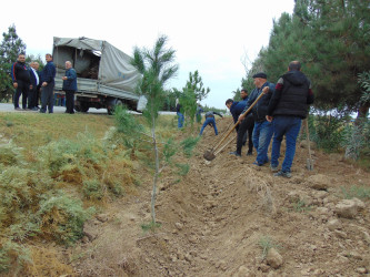 Cəbrayıl rayonunda “Yaşıl Dünya Naminə Həmrəylik İli” çərçivəsində ağacəkmə aksiyası keçirilib