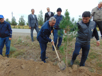 Cəbrayıl rayonunda “Yaşıl Dünya Naminə Həmrəylik İli” çərçivəsində ağacəkmə aksiyası keçirilib