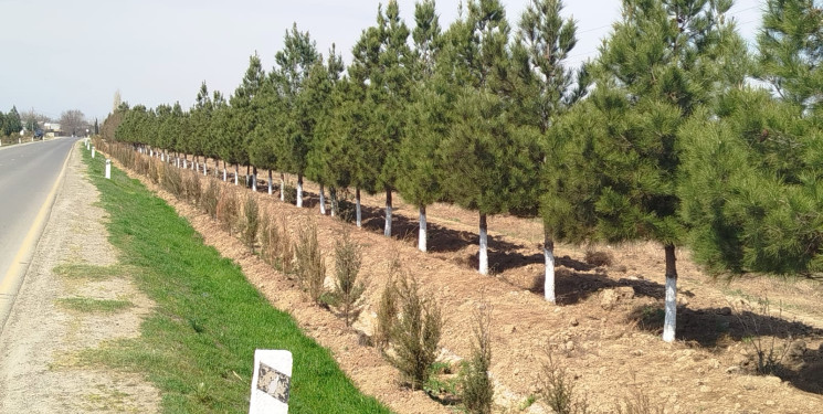Cəbrayıl rayonunda “Konstitusiya və Suverenlik ili” çərçivəsində ümumrayon iməciliyi keçirilib