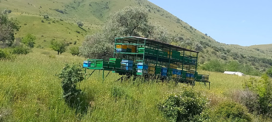 Cəbrayıl fermerləri işğaldan azad edilmiş ərazilərdəki yaylaqlarda