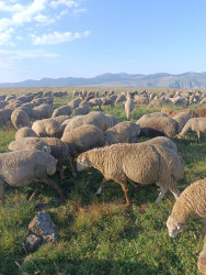 Cəbrayıl fermerləri işğaldan azad edilmiş ərazilərdəki yaylaqlarda